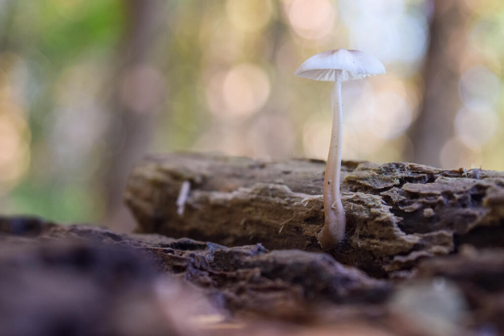 Mushroom.