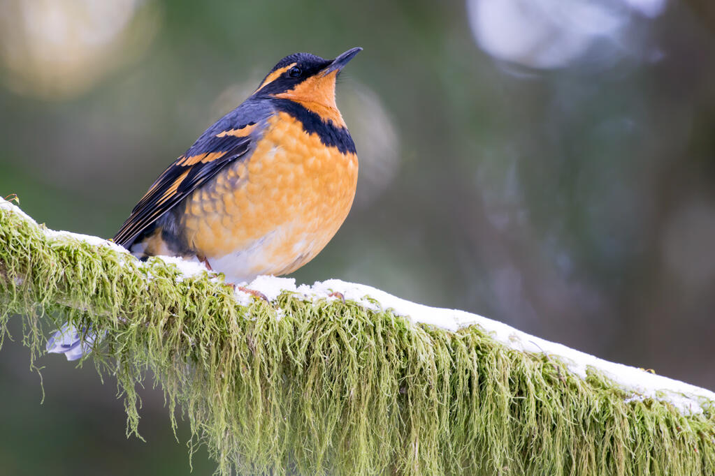 A varied thrush.