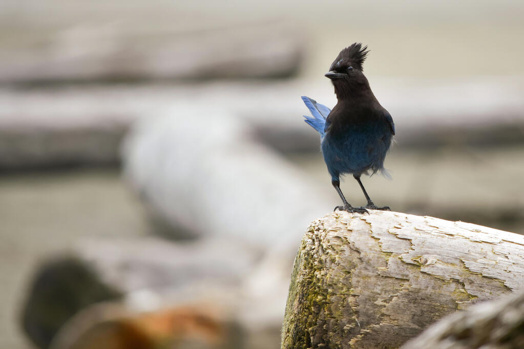 A Steller&#39;s jay.