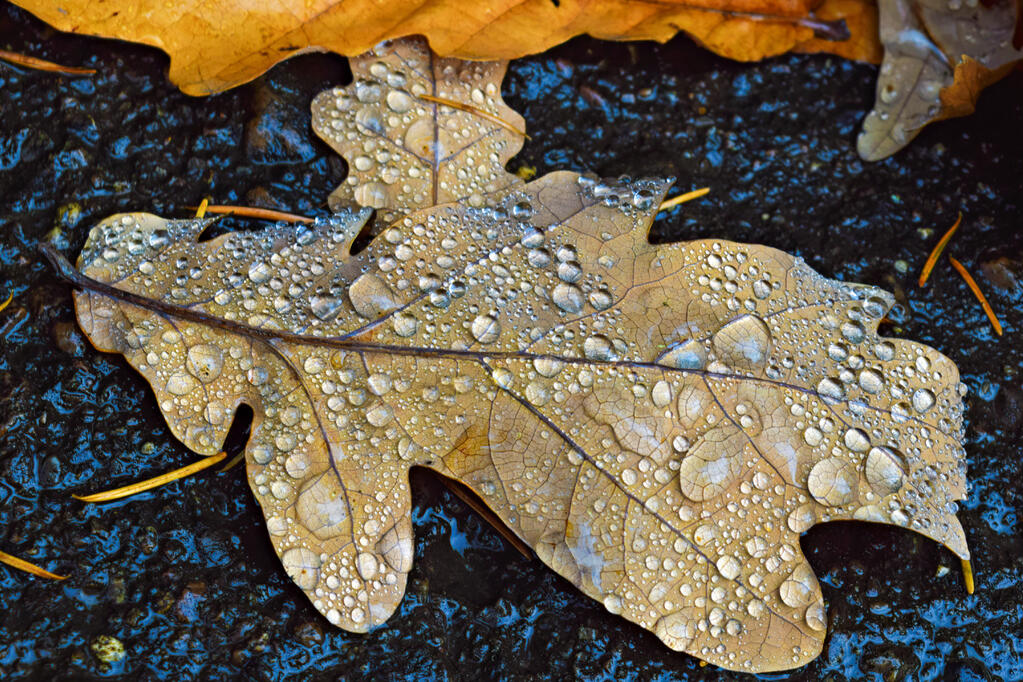 A leaf with raindrops on it.