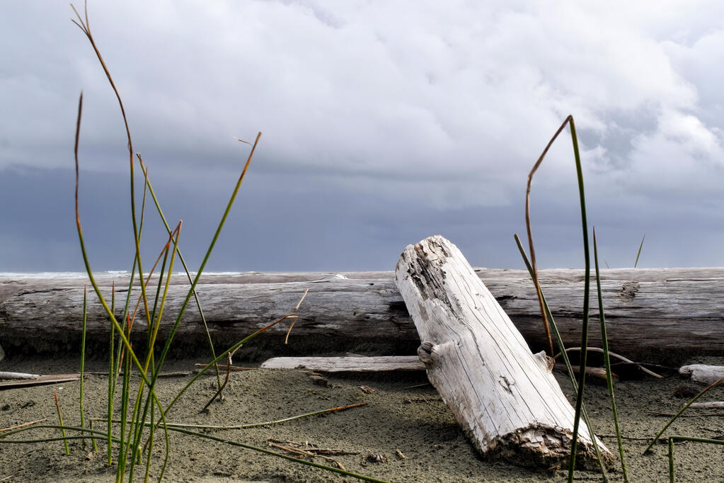 A log on a beach.