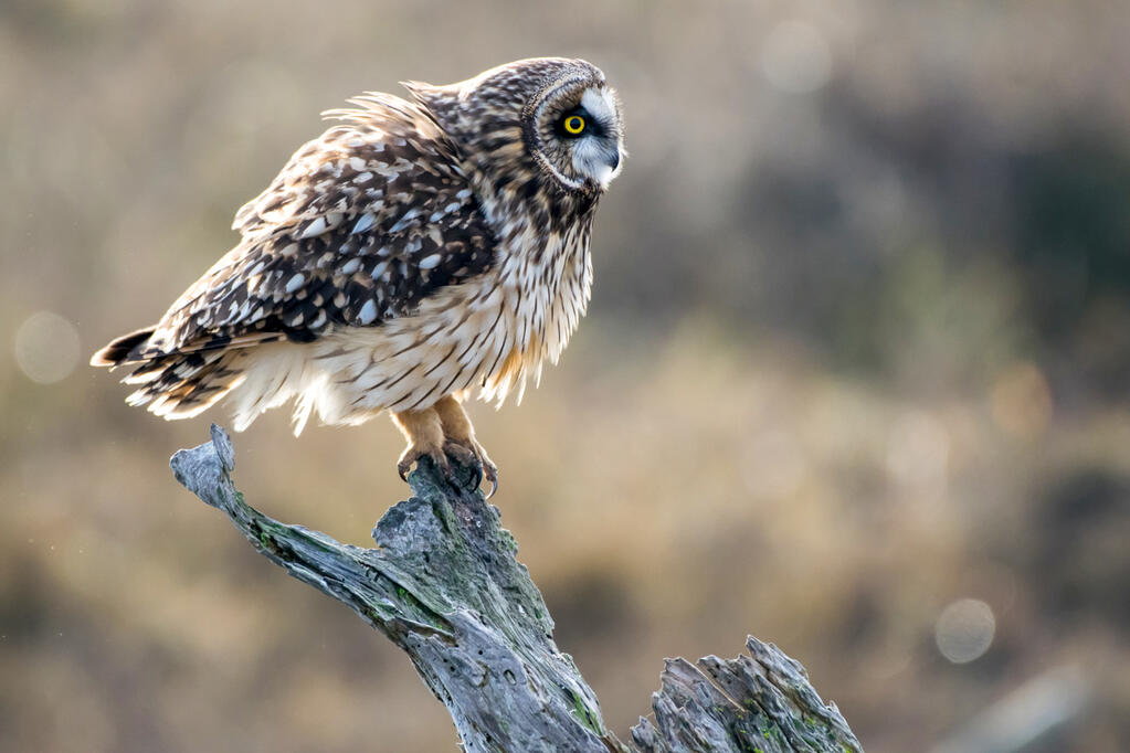 A short-eared owl.