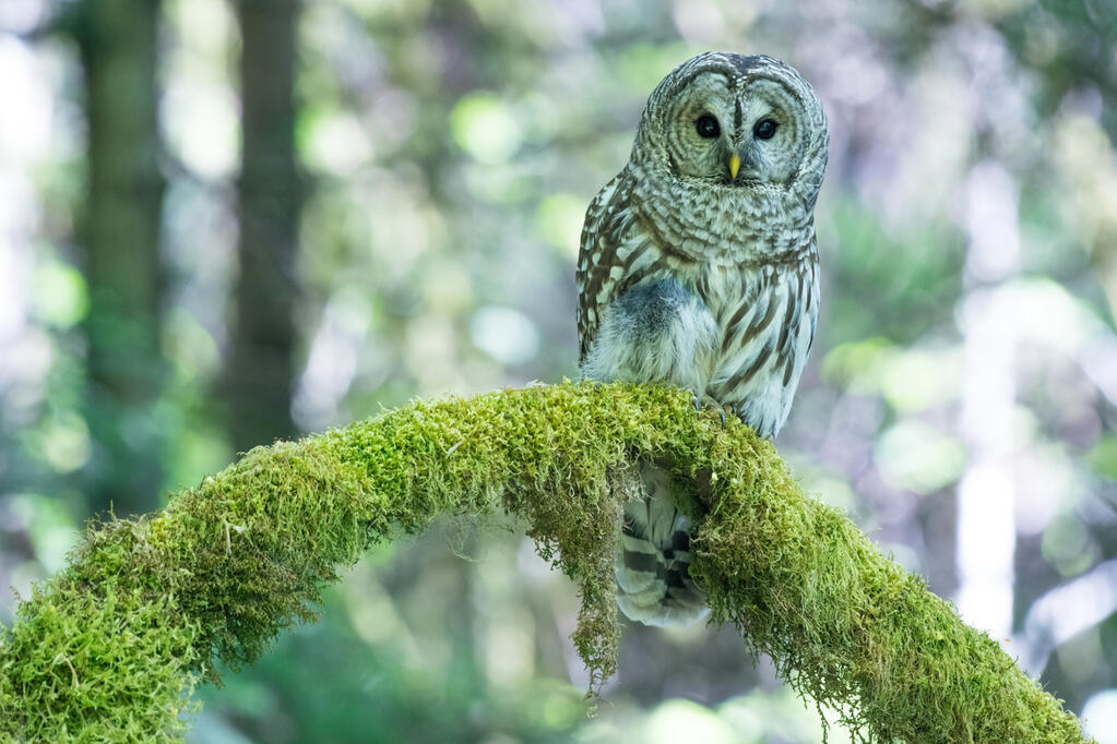A barred owl.