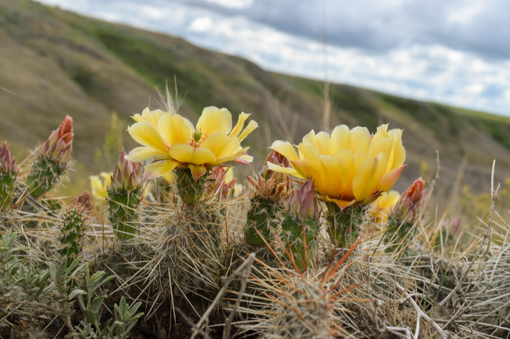 Prickly pear cacti.