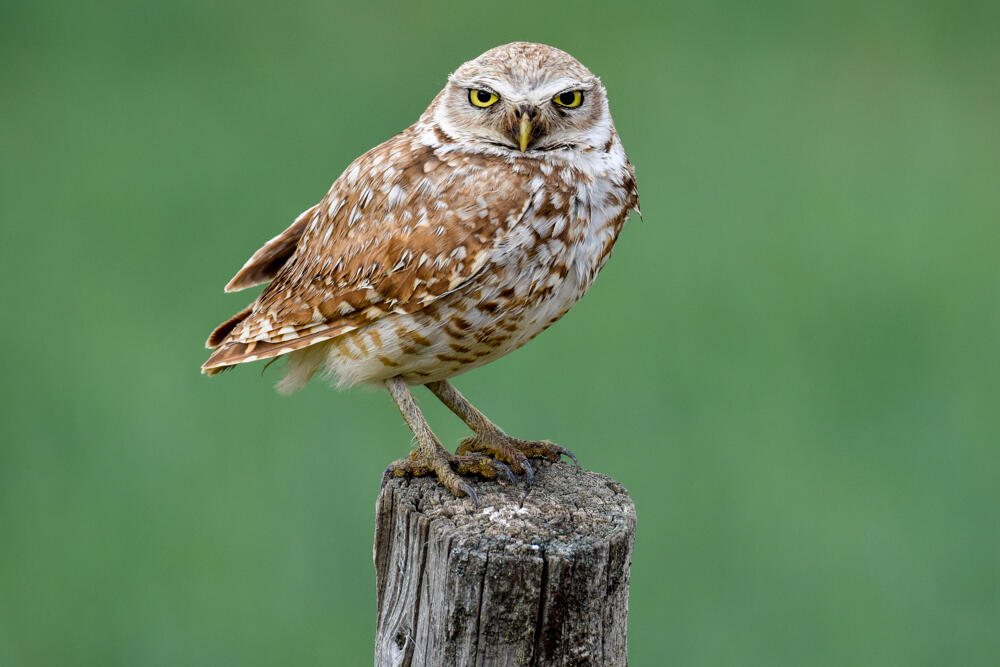 A burrowing owl.
