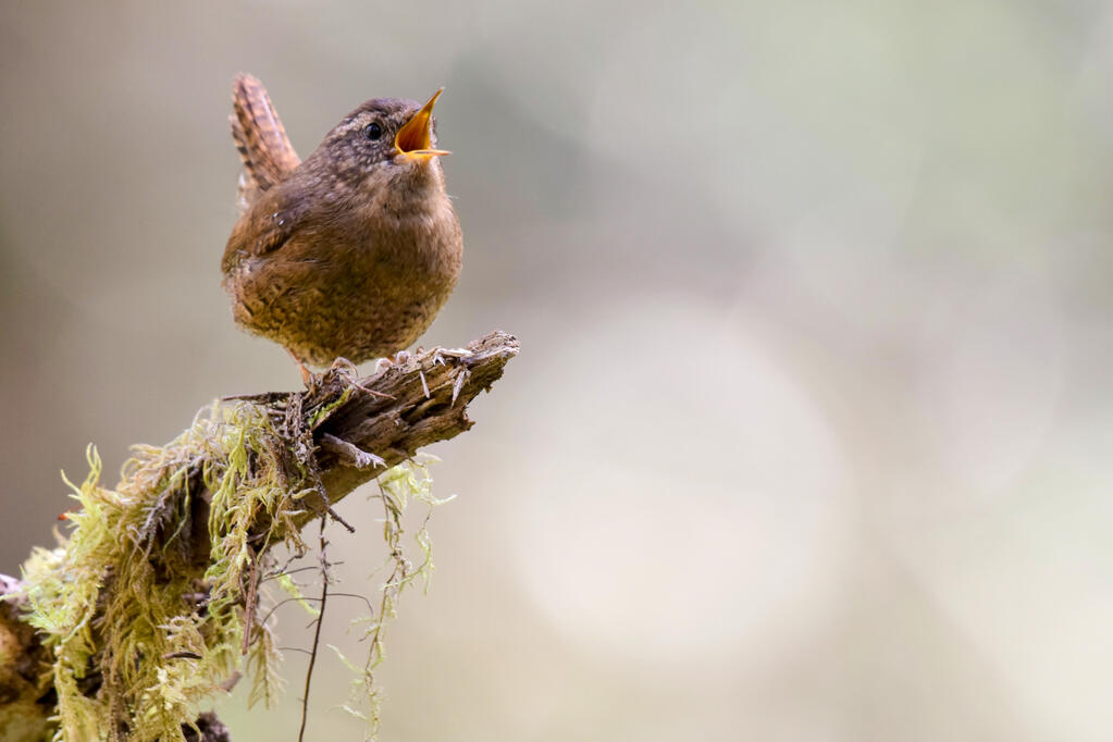 A Pacific wren.