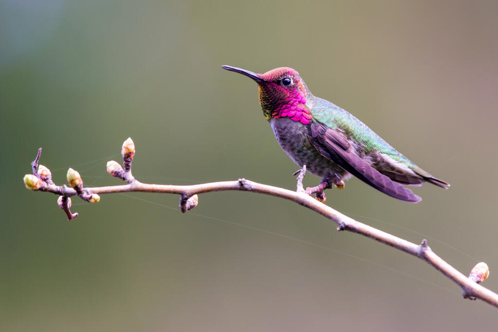 An Anna&#39;s hummingbird.