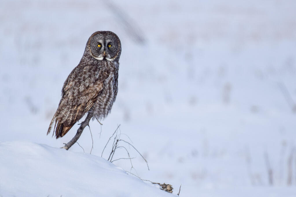 A great grey owl.