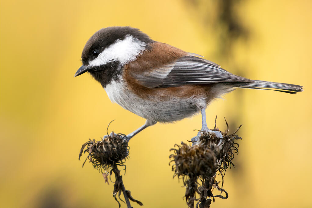 Chestnut-backed chickadee.