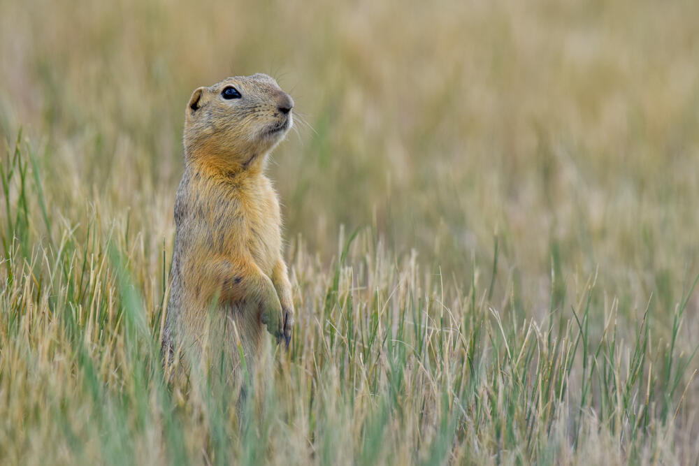 Ground squirrel.