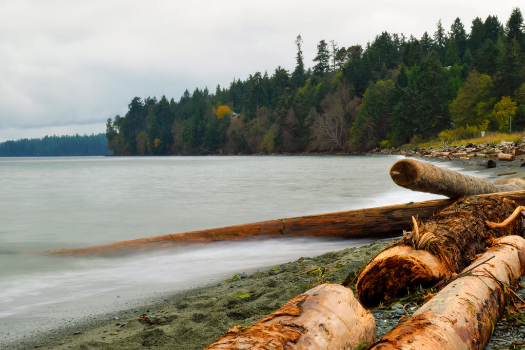 Driftwood in the ocean.