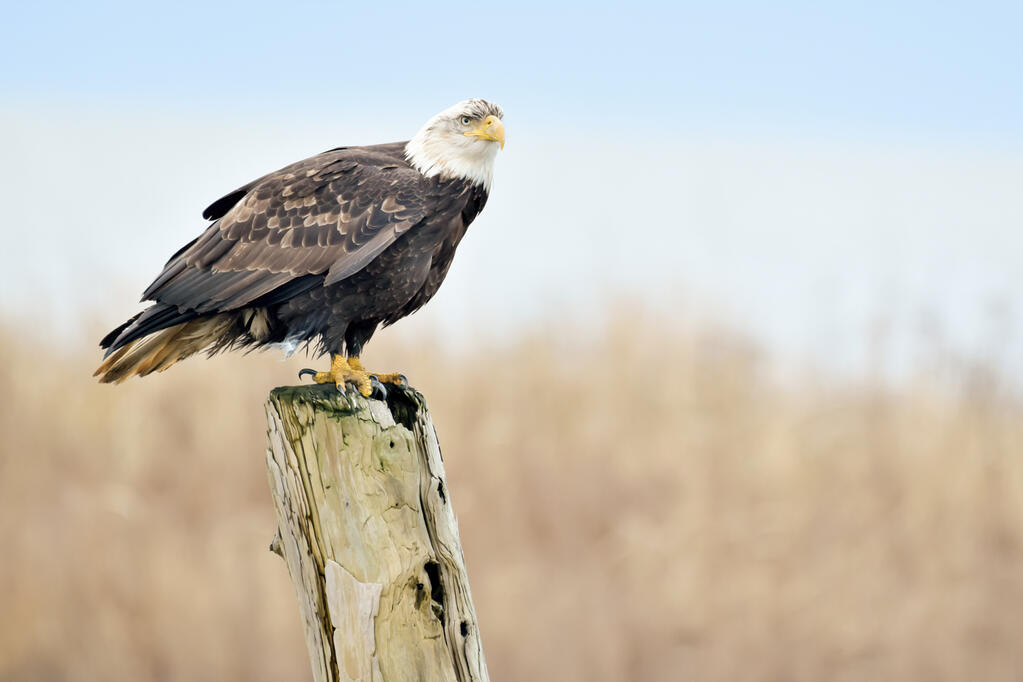 A bald eagle.
