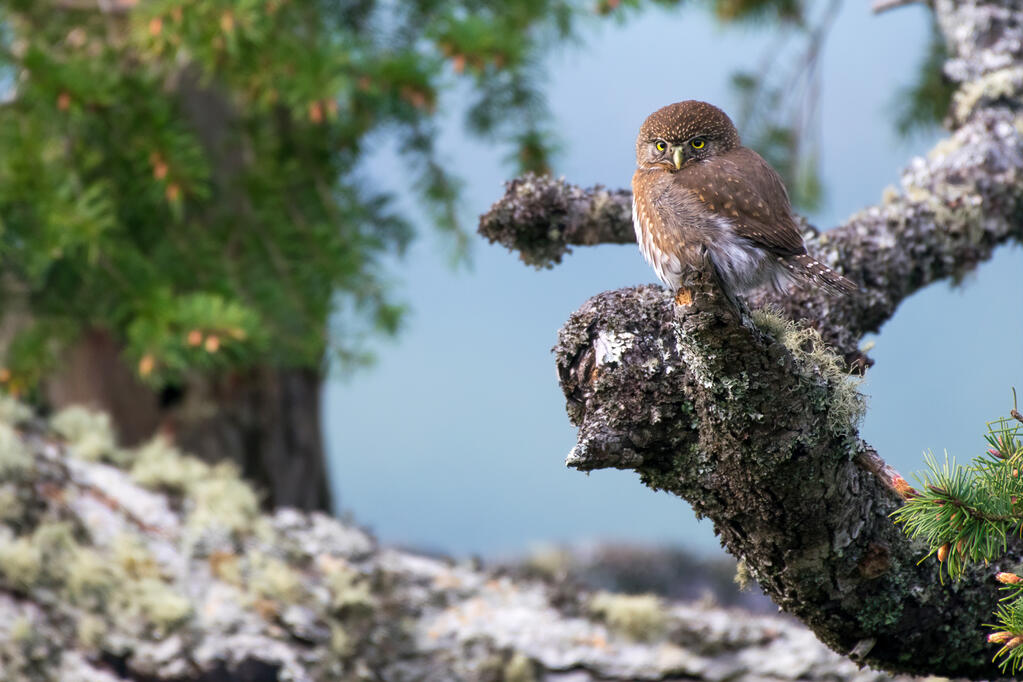 A northern pygmy-owl.